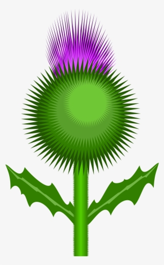 Scottish Thistle By @kevie, The Flower Of Scotland - Scottish Thistle No Background