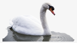 Animal, Bird, Swan, Water, Nature, White, Swim - Cygnini