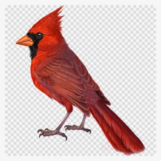 Cardinal Drawing Clipart Northern Cardinal Drawing - Transparent Background Ban Sign