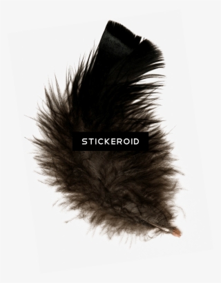 Feather Black - Black Feather Png