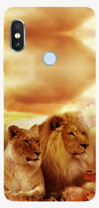 Lion Couple Printed Case Cover For Redmi Note 5 Pro - Lions Kings Of The Jungle 2018