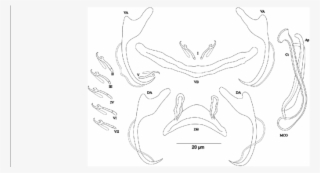 Da, Dorsal Anchor - Sketch