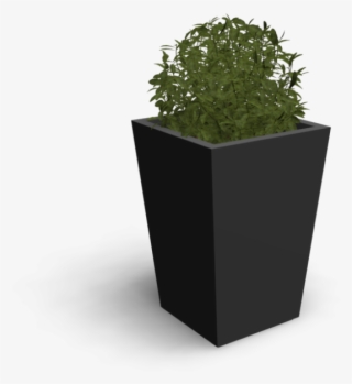 Indoor Plant - Flowerpot