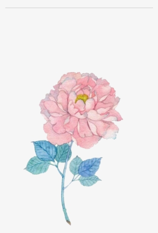 Common Sunflower Watercolor Painting Illustration - Hình Vẽ Hoa Thuoc Duoc