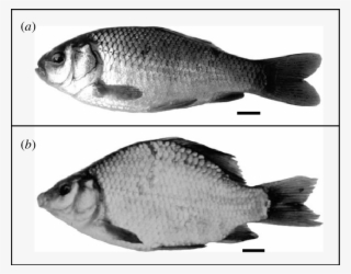 Crucian Carp From Ponds With And Without Predators - Phenotypic Plasticity Examples