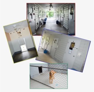 Welcome To Paws On The Plaza, Where We're As Crazy - Floor