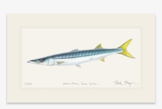 Graphic Royalty Free Barracuda Drawing Pike - Pike, California