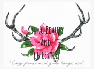 Young Beauty Lifestyle - Protea