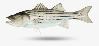 White Striped Bass - Atlantic Striped Bass