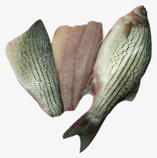 Striped Bass Whole By Lb - Striped Bass