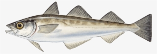 Alaskan Pollock Theragra Chalcogramma El - Theragra Chalcogramma