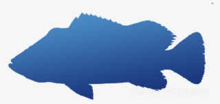 Peacock Bass - Decal