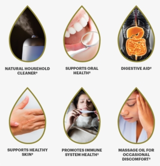 Certified Organic Essential Oil Master Kit