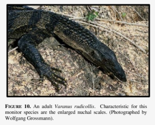 A Juvenile Of Varanus Rudicollis At A Reptile Trader - Roughneck Monitor Lizard
