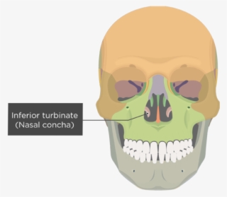Inferior Turbinate Bone Anterior View Labeled Colored - Skull Bone Markings