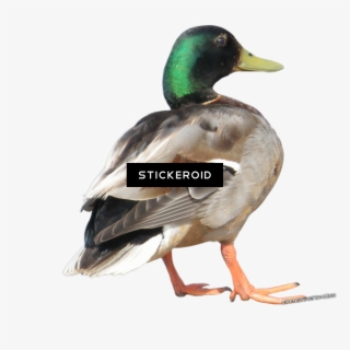 بطة Png صور بطة - Duck