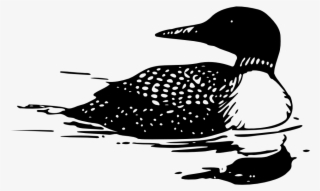 Common Loon - Loon Clipart