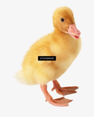 بطة بطة - Transparent Background Yellow Duck