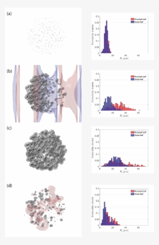 Snapshots Of The Bubble Cloud During The Simulation - Initial Condition
