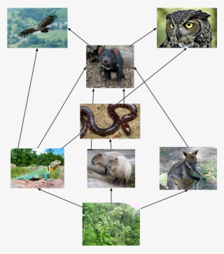 Bird Of Prey - Trade Paperback