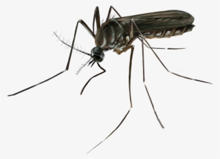 Thank You - Mosquito