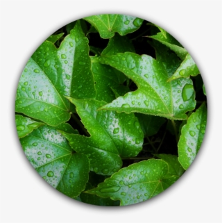 Ivy Leaf - Grün-blätter Case-mate Iphone 4 Hüllen