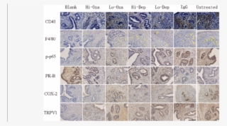 Representative Photomicrographs Of Indicated Immunostaining