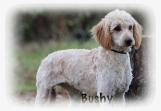 Our Mini Doodles Have Arrived Bushy's Puppies Arrived - Apricot Red Goldendoodle