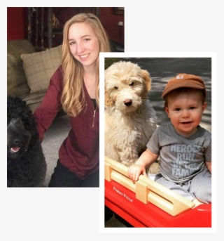 Goldendoodles Minnesota - Minnesota