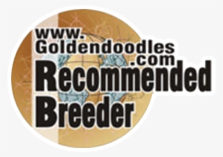 Goldendoodle Awards And Accreditations - Goldendoodle