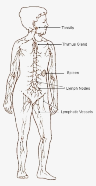 Lymphatic System - Circulatory System Diagram Outline