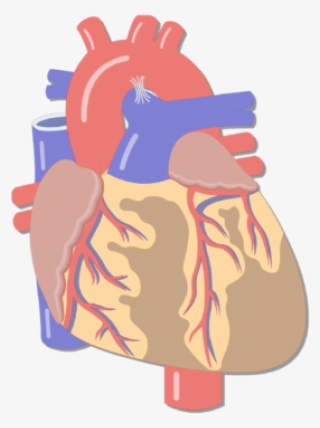 Anterior View Of The Coronary Arteries Of The Heart - Heart Major Blood Vessels
