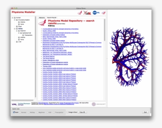 Images/renal-vasculature - News