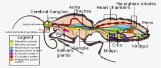 Lepidoptera Wikiwand Circulatory System - Organ System Of A Butterfly