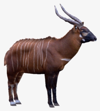 Bongoroyf