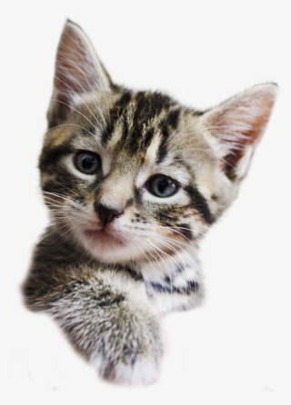 Kittens Transparent Background Vector Black And White - Kittens Transparent Background