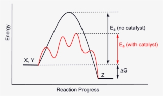 File - Catalysisscheme - Do Enzymes Speed Up Chemical Reactions
