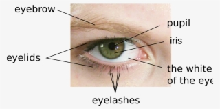 Part Of Eye Name