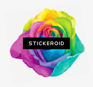 Rainbow Flower - Rainbow Rose With No Background
