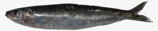 Sardine Png