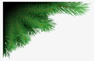 Tree Branches Png Image Free Download Searchpng - Christmas Tree