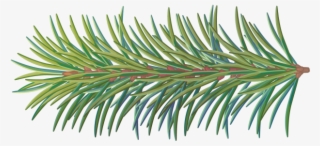 Pine Tree Branch - Portable Network Graphics