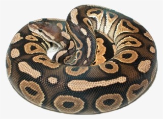 Cinnamon - Cinnamon Ball Python