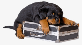 Black Puppy With Case Png - Puppy Ruth Wheeler Dog