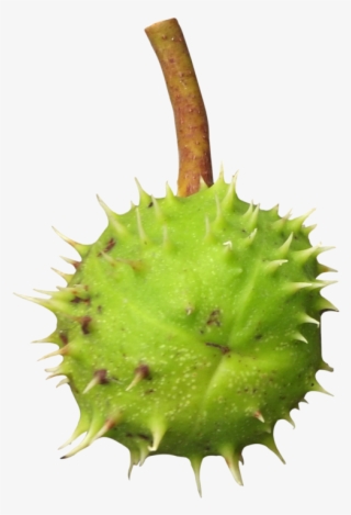 Chestnut Png Transparent Image - Thorns, Spines, And Prickles