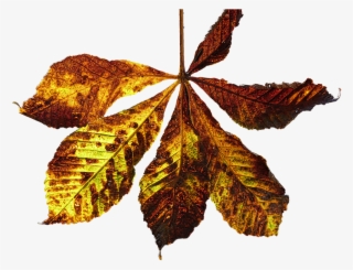 Leaf, Autumn Leaf, Fall Color, Chestnut, Chestnut Leaf - Kastanie Blatt Png