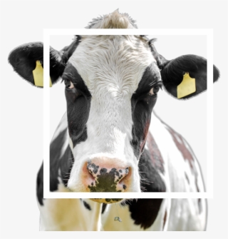 From The Impact Of Dairy Market Volatility - Dairy Cow