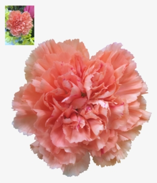 Carnation Png