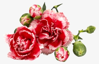 Carnations - Garofano Fiore Dei Morti