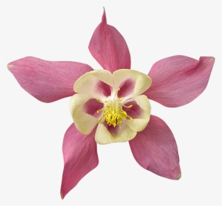 2018 03 27 - Orchidée Détourée Libre Droit Gratuite